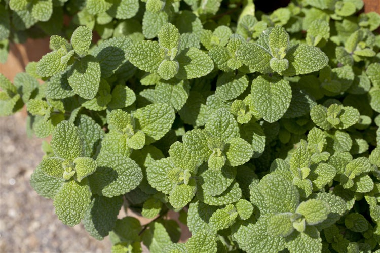 Mentha suaveolens, Apfelminze, aromatisch, ca. 9x9 cm Topf