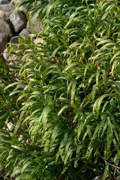 Melica altissima 'Atropurpurea', Ziergras, purpurrot, ca. 9x9 cm Topf