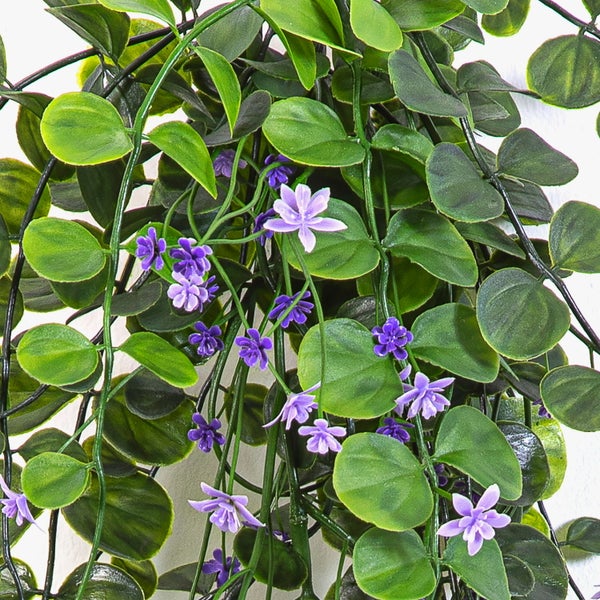 Moluccella laevis mit einem langen grünen Stängel und charakteristischen glockenförmigen grünen Kelchen.