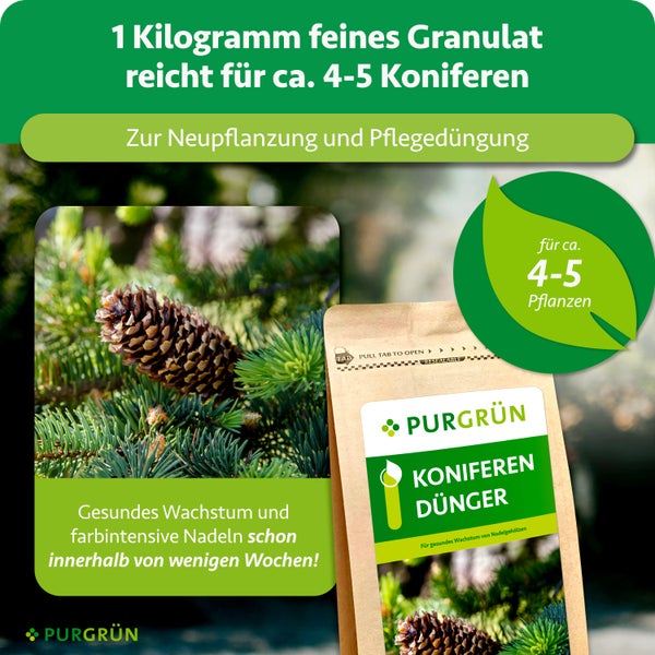 Purgrün Koniferendünger 1 Kilogramm feines Granulat für circa 4 bis 5 Pflanzen zur Neupflanzung und Pflegedüngung.