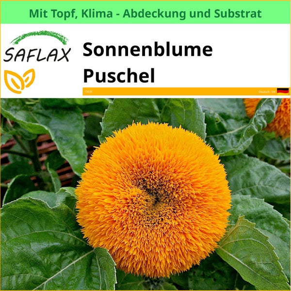 Sonnenblume Puschel im Topf mit Klimaabdeckung und Substrat von Saflax