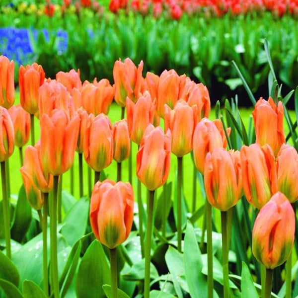 Feld mit orangefarbenen Tulpen
