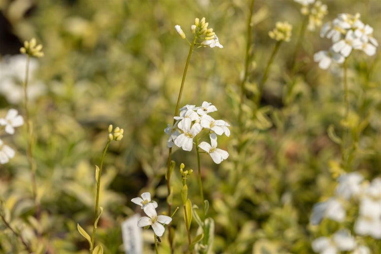 Arabis ferdinandi-coburgii 'Old Gold', Gänsekresse, ca. 9x9 cm Topf