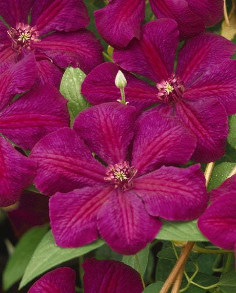 Clematis Hybride 'Westerplatte', Waldrebe, rot, 40–60 cm