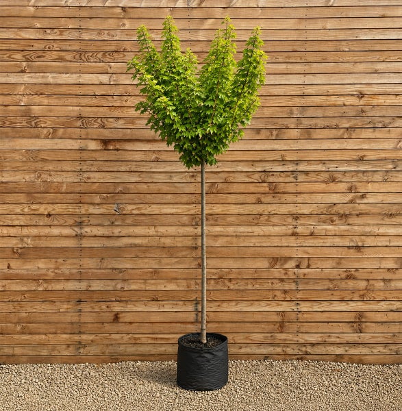 Ein als Hochstamm gezogener Ahornbaum in einem schwarzen Pflanzkübel vor einer Holzwand.