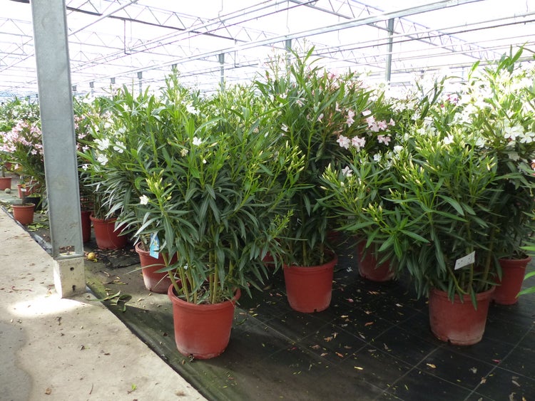 Oleander Pflanzen in Töpfen mit grünen Blättern und weißen Blüten in einem Gewächshaus.