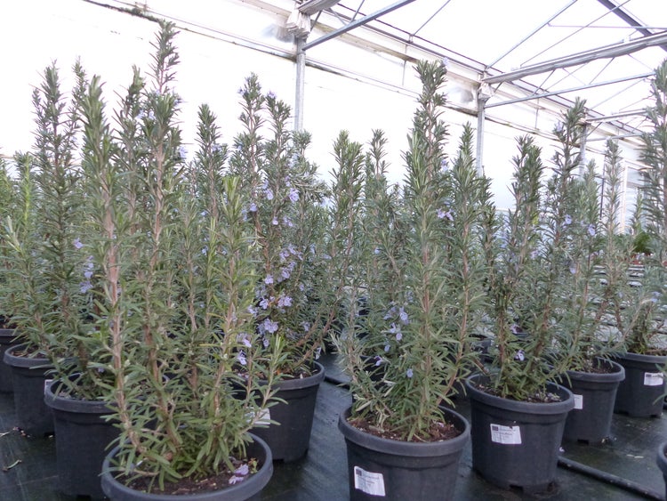 echter Rosmarin Officinalis 50-60cm Höhe, XL Busch Ø 20-30 cm, stehend, winterhart Kräuter