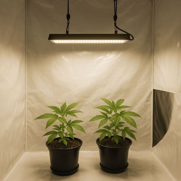 Zwei Pflanzen in Töpfen unter einer LED-Wachstumslampe in einem Growzelt.