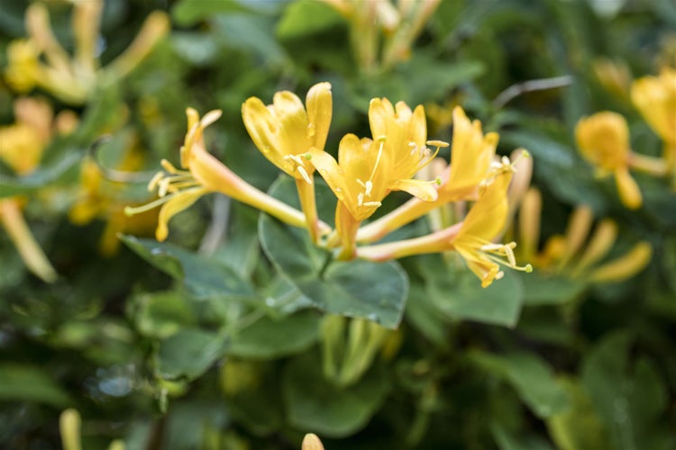 Lonicera heckrottii, Geißblatt, 80–100 cm, duftend