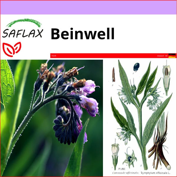 SAFLAX  - Beinwell - Symphytum officinale - 15 Samen