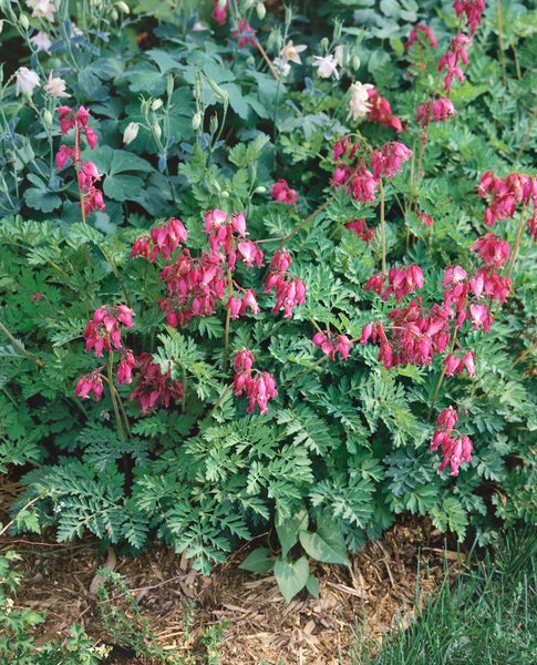 Dicentra formosa 'Luxuriant', Tränendes Herz, rosa, ca. 9x9 cm Topf