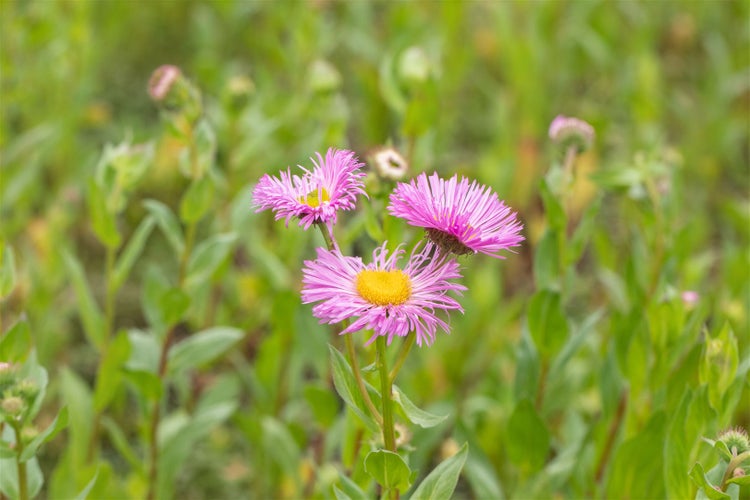 Nahaufnahme von rosafarbenen Berufkrautblüten im Garten