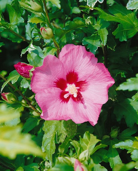 Hibiscus syriacus 'Aphrodita', Roseneibisch, rosa Blüten, 40–60 cm