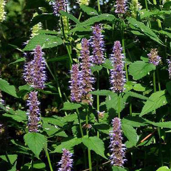 Nahaufnahme einer Agastache-Pflanze mit grünen Blättern und violetten Blütenähren.