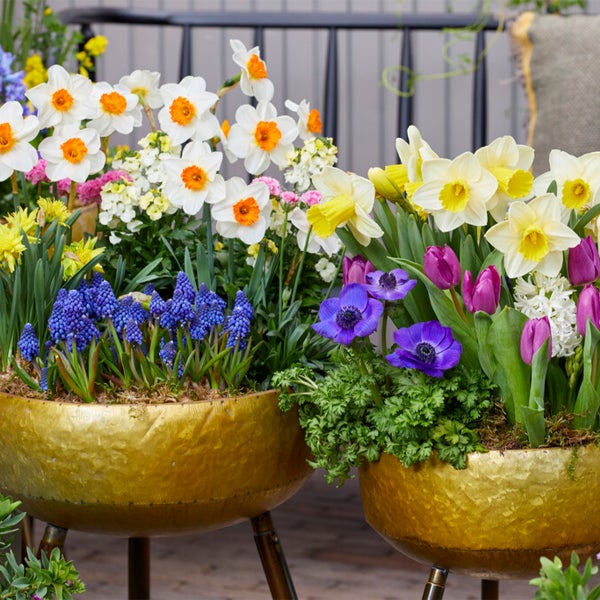 Bloomique - 15er-Mix - Narzisse - Narzisse - großblumiger Mix - Farbmix - Blumenzwiebeln - Frühlingsblüher - mehrjährige Pflanzen - wird bis zu 35-45 cm groß
