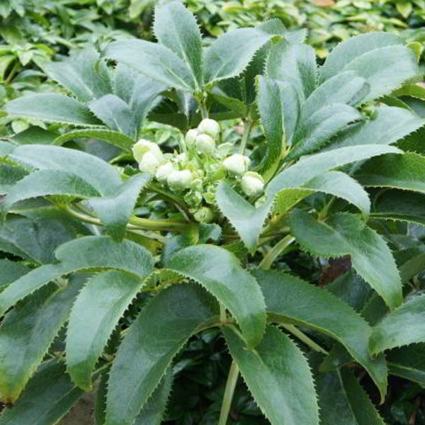 Nahaufnahme einer Nieswurz Pflanze mit Blütenknospen und Blättern