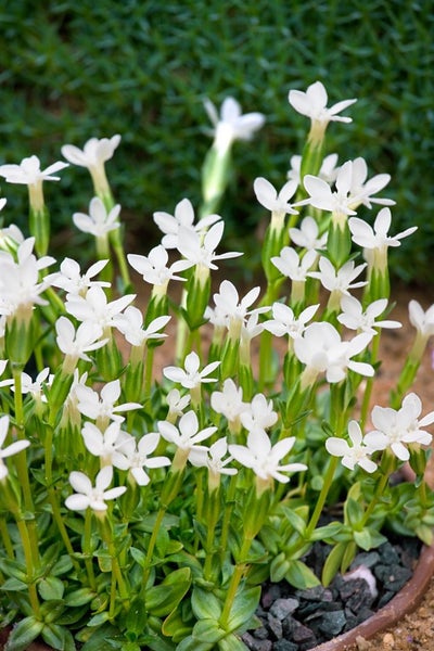 Gentiana asclepiadea 'Alba', Enzian, weiß, ca. 9x9 cm Topf