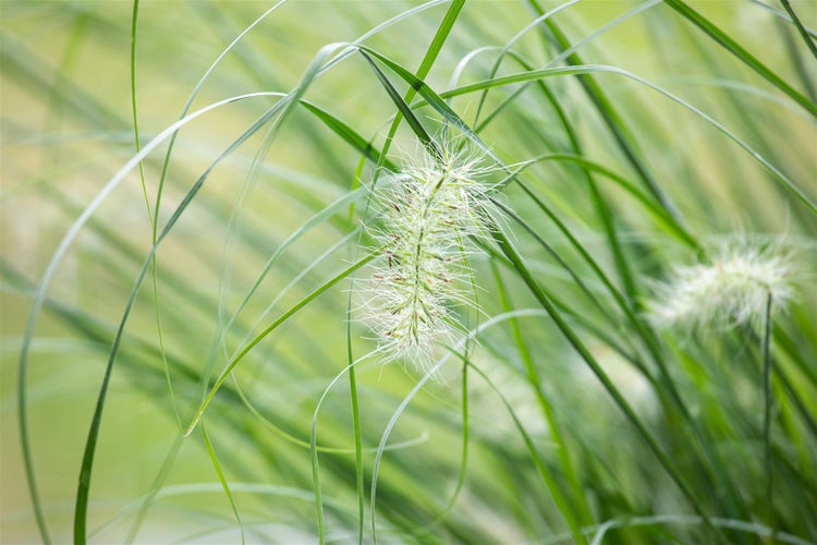 Dekorative Ziergras-Ähre im Detail