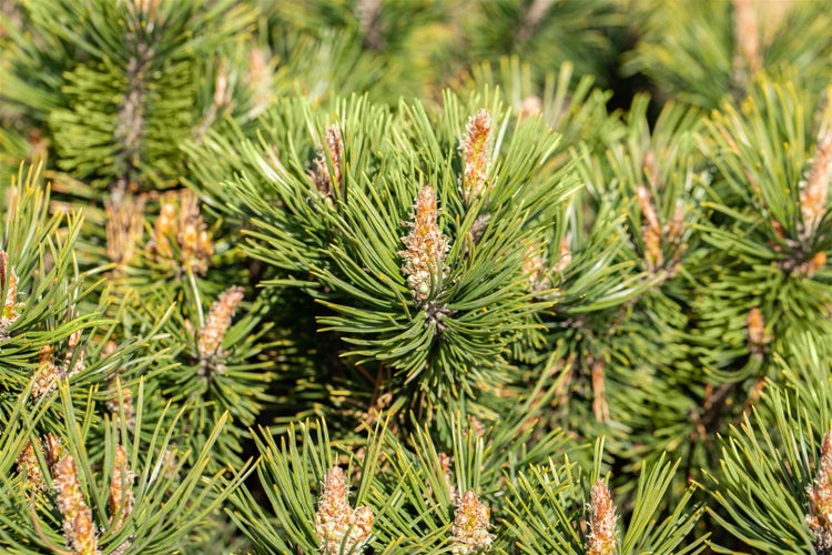 Pinus mugo 'Humpy', Bergkiefer, kompakt, 15–20 cm