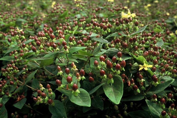 Bodendecker - Johanniskraut - Hypericum inodorum - 9cm Topf - Set mit 6 Pflanzen