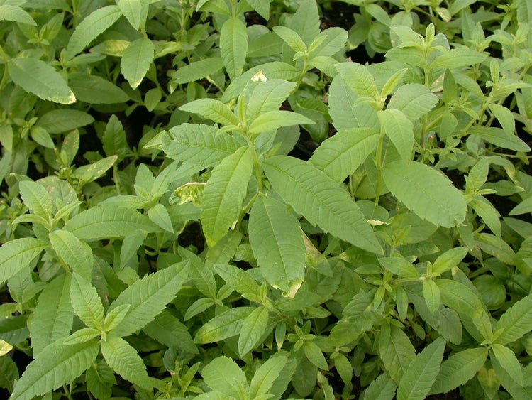 Stevia rebaudiana, Süßkraut, ca. 11x11 cm Topf