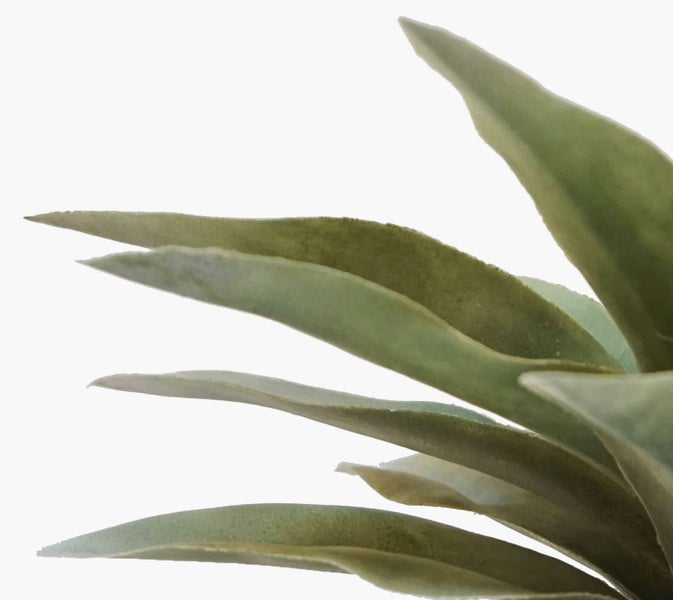 Nahaufnahme einer Agave mit dicken grünen Blättern.