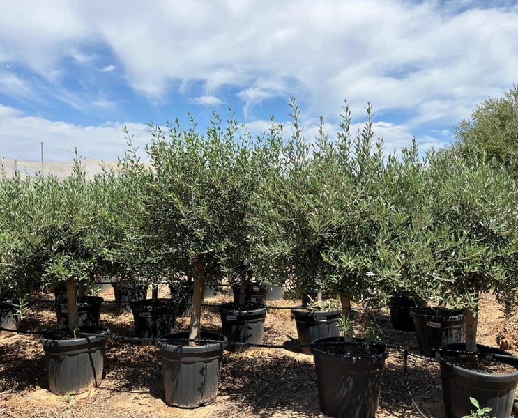 Olivenbaum Olea Europaea Picual mit dicken Stamm & Gesamthöhe ca.: 180cm