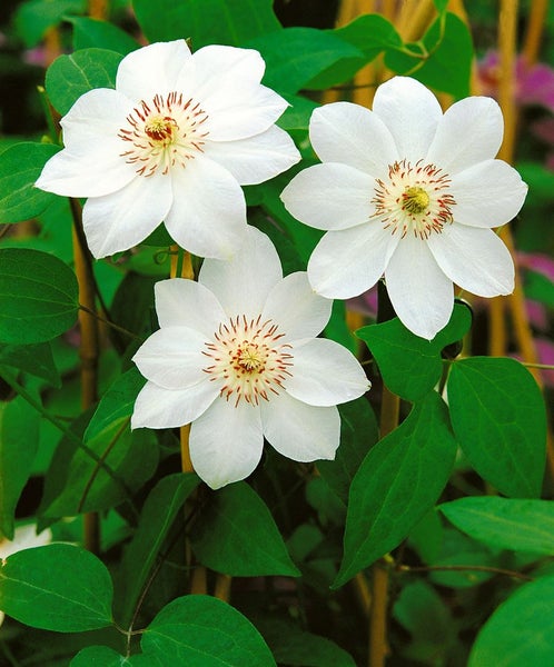 Clematis Hybride 'Miss Bateman', weiß, 60–100 cm