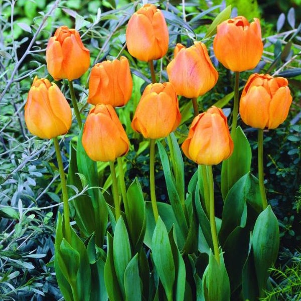 Gruppe von orangefarbenen Tulpen im Garten