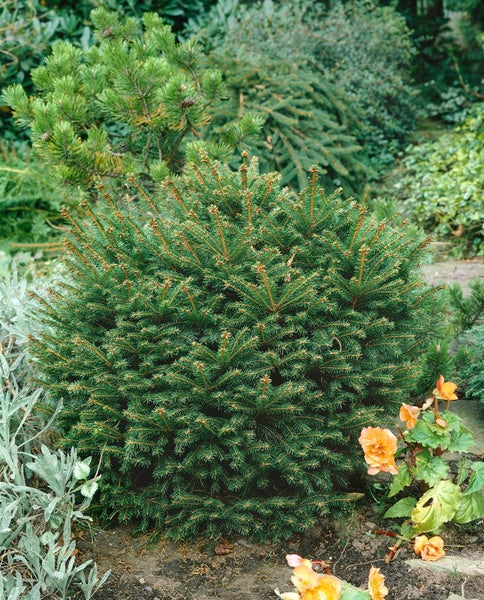 Kugel-Fichte im Gartenbeet