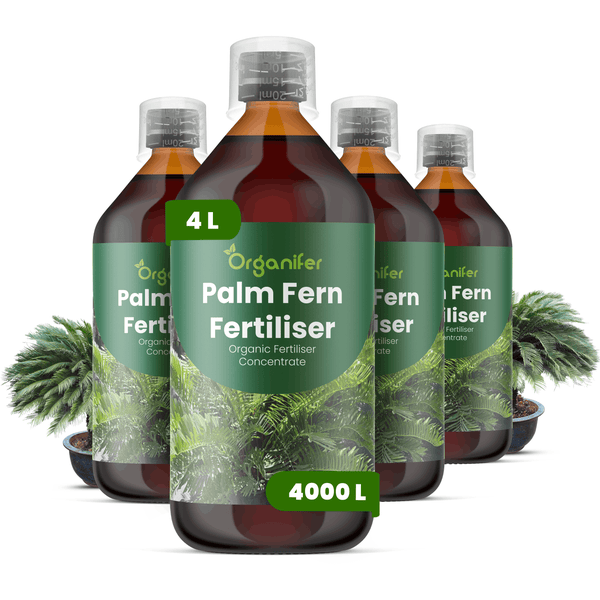 Organifer Palm- und Farndünger, organisches Konzentrat, vier Flaschen mit insgesamt 4 Litern für bis zu 4000 Liter Gießwasser.