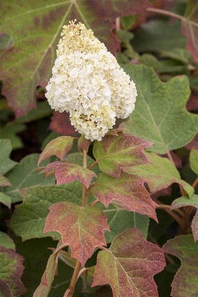 Hydrangea quercifolia 'Harmony', Eichenblatthortensie, weiß, 80–100 cm