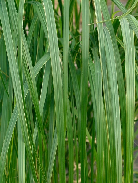 Spartina pectinata 'Aureomarginata', Goldrandgras, ca. 9x9 cm Topf