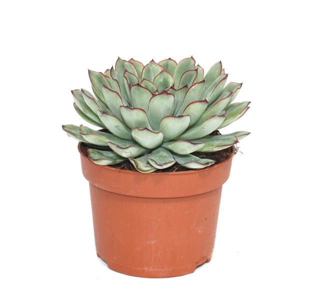 Echeveria pulidonis - grosse Pflanze im 12cm Topf