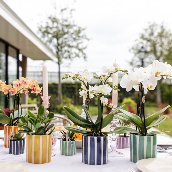 Kolibri Orchids Weiße Phalaenopsis Orchidee Lausanne + Painted Stripe Ziertopf Türkis Topfgröße 9cm