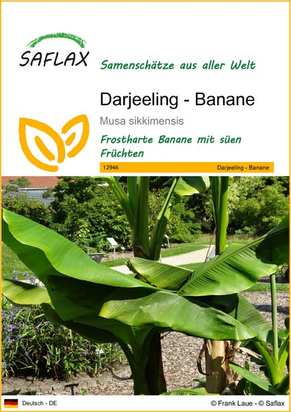SAFLAX  - Darjeeling - Banane - Musa sikkimensis - 5 Samen