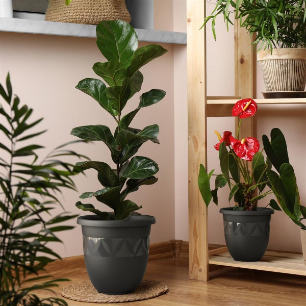 Zimmerpflanzen in Pflanzgefäßen auf dem Boden und auf einem Holzregal