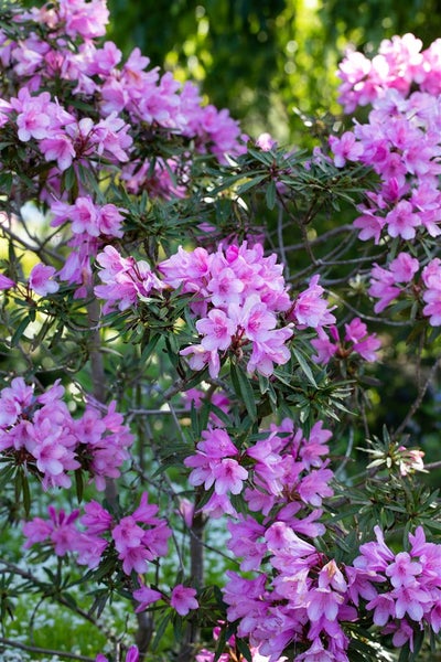 Rhododendron Hybr. 'Graziella', Rhododendron, 30–40 cm