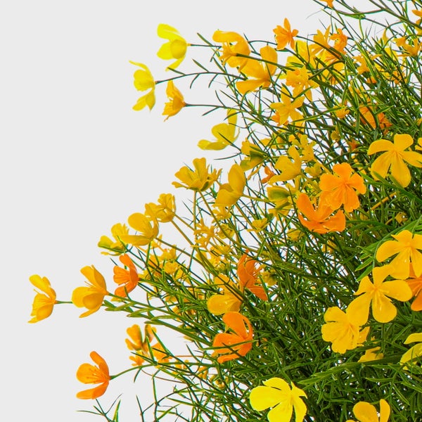 Blühende Pflanze mit vielen kleinen gelben und orangefarbenen Blüten und feinen grünen Blättern.