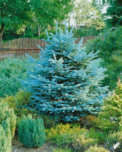 Blaufichte im Gartenbeet