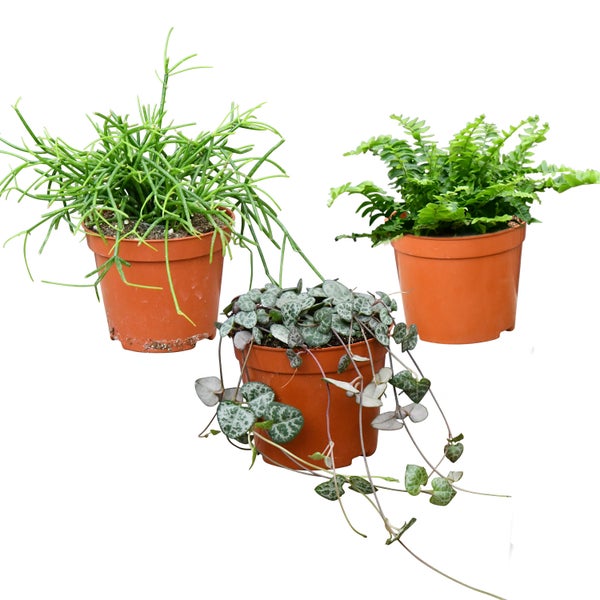 Babypflanzen Trio Hängepflanzen