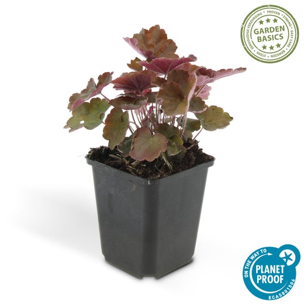 Purpurglöckchen Heuchera mit dunklen Blättern im schwarzen Pflanztopf, Garden Basics Logo und On the way to PlanetProof Zertifizierung.