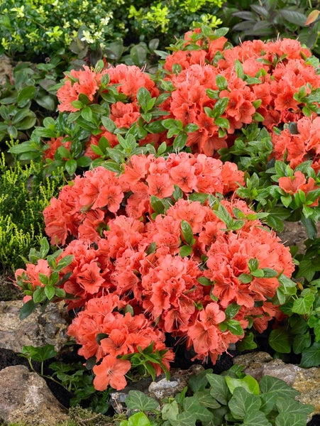 Rhododendron obt. 'Geisha Orange', orange Blüten, 15–20 cm