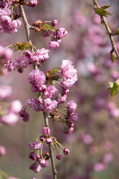Prunus serrulata 'Kiku-shidare-zakura', Hängende Kirsche, rosa, 60–100 cm