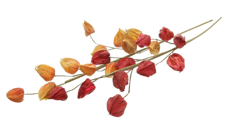 Künstlicher Physalis Zweig als dekorative Herbstdekoration