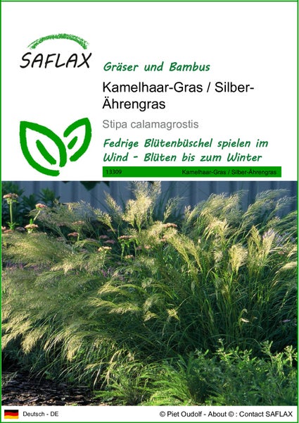 SAFLAX  - Kamelhaar-Gras / Silber-Ährengras - Stipa calamagrostis - 50 Samen