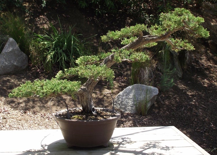 SAFLAX Garden in the bag - Chinesischer Wacholder - Juniperus chinensis - 30 Samen - Mit Anzuchtsubstrat im praktischen, selbst aufstellenden Beutel