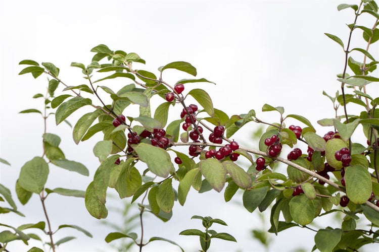 Lonicera xylosteum, Heckenkirsche, 60–100 cm, robust