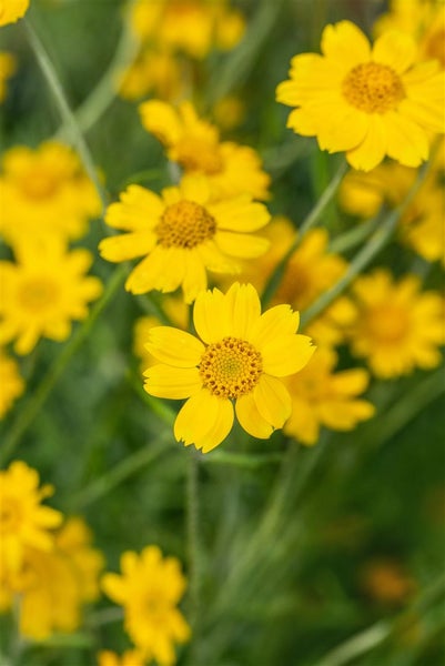 Eriophyllum lanatum, Wolliges Sonnenauge, gelb, ca. 9x9 cm Topf
