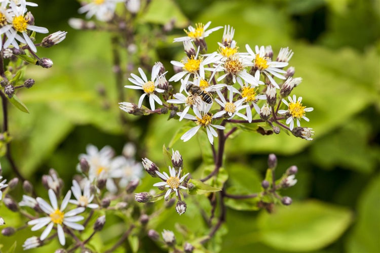 Aster divaricatus, Weißer Wald-Aster, ca. 9x9 cm Topf, zierlich